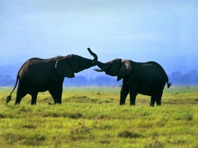 大象 陆地上的老大 大象,陆地上的老大！ 动物壁纸