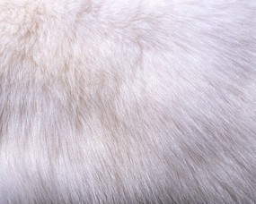 动物皮毛纹理 1 8 动物合集 动物皮毛纹理 第一辑 动物壁纸