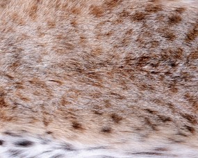 动物皮毛纹理 1 4 动物合集 动物皮毛纹理 第一辑 动物壁纸