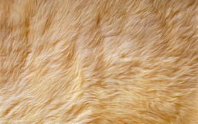 动物皮毛纹理 4 12 动物皮毛纹理 动物壁纸