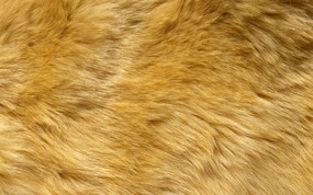动物皮毛纹理 4 11 动物皮毛纹理 动物壁纸