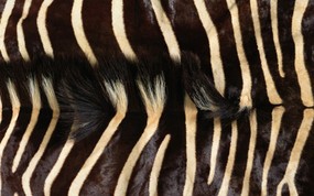 动物皮毛纹理 4 7 动物皮毛纹理 动物壁纸