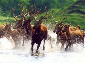 动物世界-鹿 动物壁纸