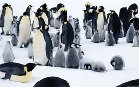 动物写真企鹅 壁纸2 动物写真企鹅 动物壁纸