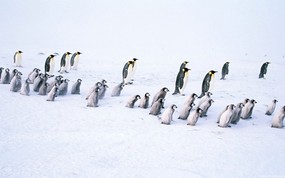 动物写真企鹅 壁纸15 动物写真企鹅 动物壁纸
