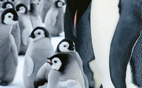 动物写真企鹅 壁纸20 动物写真企鹅 动物壁纸
