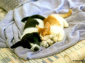 友情岁月 可爱宠物壁纸 狗狗之间的友情 Friendship Between Cat Dogs 动物友情岁月 动物壁纸