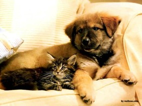 友情岁月 可爱宠物壁纸 狗狗之间的友情 Friendship Between Cat Dogs 动物友情岁月 动物壁纸