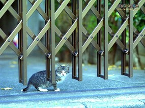  街头猫咪壁纸 Desktop Wallpaper of City Cat 东瀛风情-猫之壁纸 动物壁纸