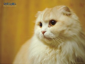  街头猫咪壁纸 Desktop Wallpaper of City Cat 东瀛风情-猫之壁纸 动物壁纸