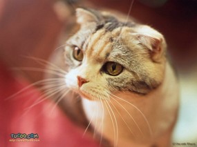 街头猫咪壁纸 Desktop Wallpaper of City Cat 东瀛风情-猫之壁纸 动物壁纸