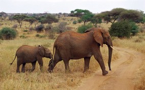 非洲野生动物宽屏壁纸 壁纸9 非洲野生动物宽屏壁纸 动物壁纸