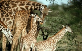 非洲野生动物宽屏壁纸 壁纸19 非洲野生动物宽屏壁纸 动物壁纸