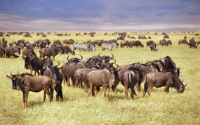 非洲野生动物宽屏壁纸 壁纸29 非洲野生动物宽屏壁纸 动物壁纸