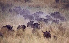 非洲野生动物宽屏壁纸 壁纸30 非洲野生动物宽屏壁纸 动物壁纸
