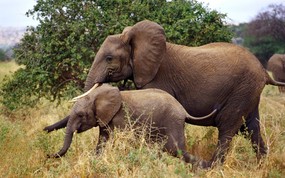 非洲野生动物宽屏壁纸 非洲野生动物宽屏壁纸 动物壁纸