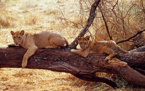 非洲野生动物宽屏壁纸 非洲野生动物宽屏壁纸 动物壁纸