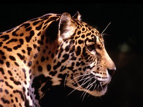 豹子写真 1 18 分类动物 豹子写真 第一辑 动物壁纸
