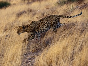 豹子写真 1 10 分类动物 豹子写真 第一辑 动物壁纸