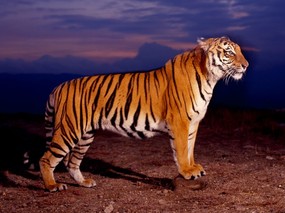 老虎写真 1 16 分类动物 老虎写真 第一辑 动物壁纸