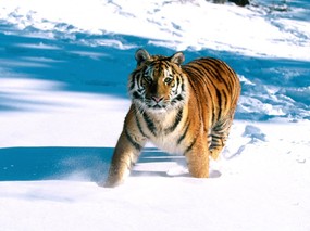 老虎写真 1 15 分类动物 老虎写真 第一辑 动物壁纸