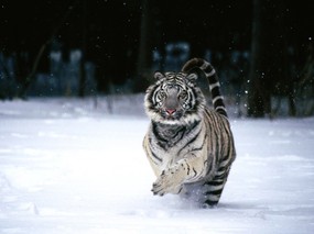 老虎写真 1 14 分类动物 老虎写真 第一辑 动物壁纸