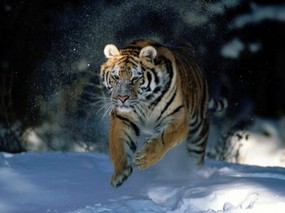 老虎写真 1 11 分类动物 老虎写真 第一辑 动物壁纸