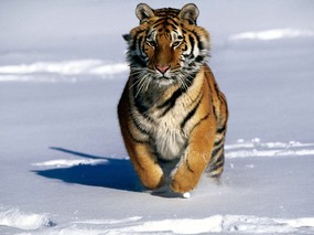 老虎写真 1 5 分类动物 老虎写真 第一辑 动物壁纸