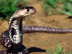 蛇类写真 1 17 分类动物 蛇类写真 第一辑 动物壁纸