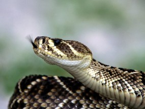 蛇类写真 1 9 分类动物 蛇类写真 第一辑 动物壁纸