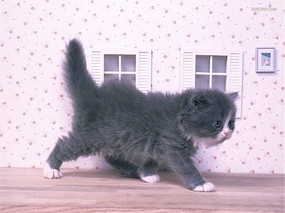 可爱家猫 可爱家猫图片壁纸 Home Cat Photo Desktop 富贵猫壁纸 动物壁纸