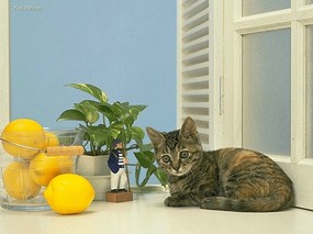可爱家猫 可爱家猫图片壁纸 Home Cat Photo Desktop 富贵猫壁纸 动物壁纸