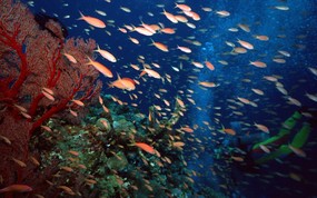 海底世界-鱼群上集 动物壁纸