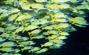 海底世界 鱼群下集 壁纸1 海底世界-鱼群下集 动物壁纸