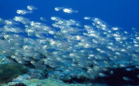 海底世界 鱼群下集 壁纸3 海底世界-鱼群下集 动物壁纸