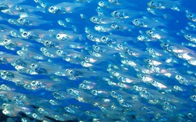 海底世界 鱼群下集 壁纸4 海底世界-鱼群下集 动物壁纸