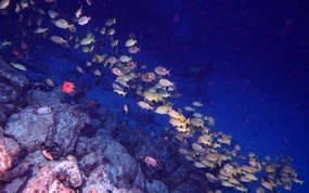 海底世界 鱼群下集 壁纸5 海底世界-鱼群下集 动物壁纸