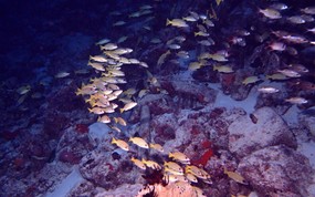 海底世界 鱼群下集 壁纸6 海底世界-鱼群下集 动物壁纸