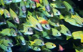 海底世界 鱼群下集 壁纸7 海底世界-鱼群下集 动物壁纸