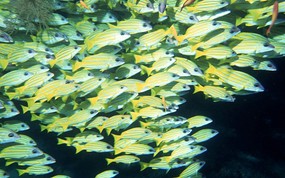海底世界 鱼群下集 壁纸8 海底世界-鱼群下集 动物壁纸