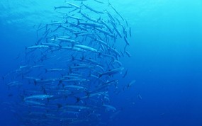 海底世界 鱼群下集 壁纸9 海底世界-鱼群下集 动物壁纸
