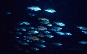 海底世界 鱼群下集 壁纸14 海底世界-鱼群下集 动物壁纸
