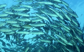 海底世界 鱼群下集 壁纸16 海底世界-鱼群下集 动物壁纸