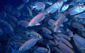 海底世界 鱼群下集 壁纸17 海底世界-鱼群下集 动物壁纸