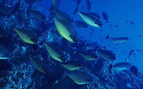 海底世界 鱼群下集 壁纸18 海底世界-鱼群下集 动物壁纸