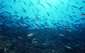 海底世界 鱼群下集 壁纸19 海底世界-鱼群下集 动物壁纸