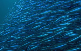 海底世界 鱼群下集 壁纸20 海底世界-鱼群下集 动物壁纸