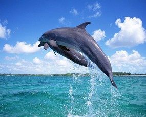 海豚写真 动物壁纸