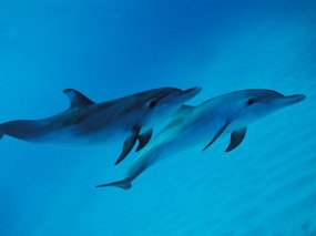 海豚写真1 动物壁纸