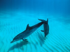 海豚写真1 壁纸5 海豚写真1 动物壁纸